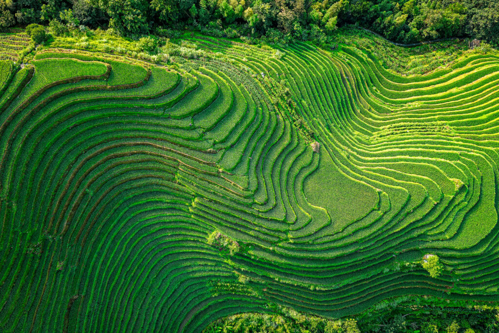 Terraced green agricultural fields viewed from above, forming curved, layered patterns across a hillside