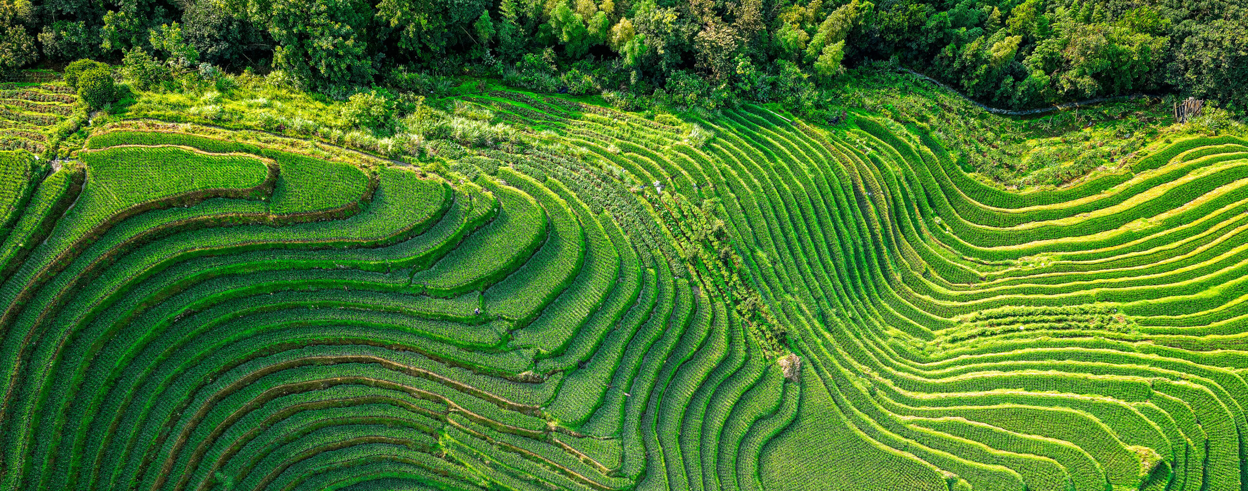 Terraced green agricultural fields viewed from above, forming curved, layered patterns across a hillside