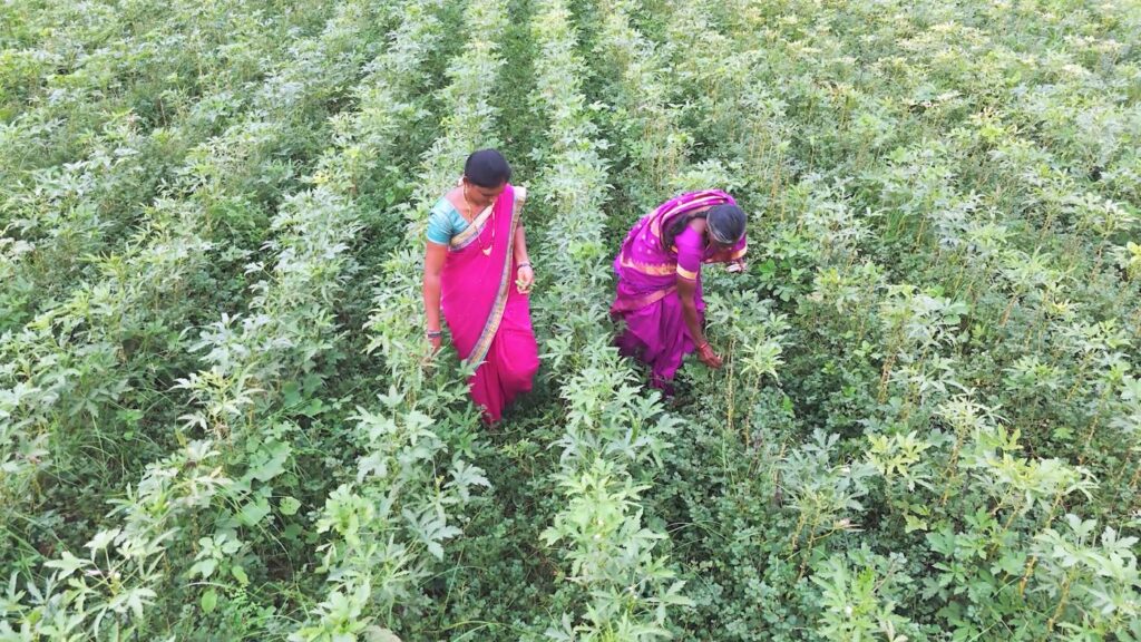 two farmers tending crops